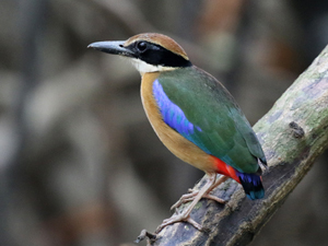 Mangrove Pitta