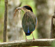 Mangrove-pitta