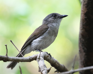 Mangrove Whistler