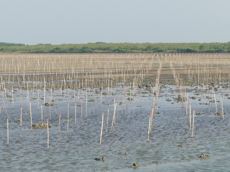 mangrove planting