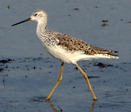 Marsh Sandpiper