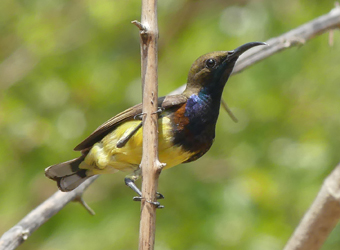 Olive-backed Sunbird