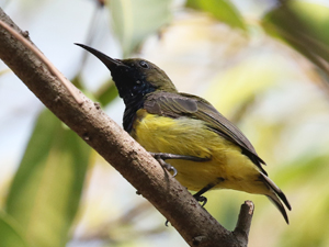 Olive-backed Sunbird