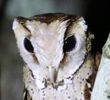 Oriental Bay Owl