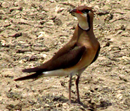 Oriental Pratincole