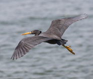 Pacific Reef Egret