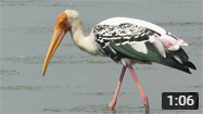 Painted Stork