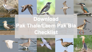Pak Thale/Laem Pak Bia Bird Checklist