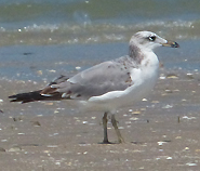 Pallas's Gull