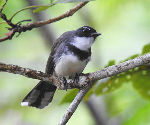 Pied Fantail