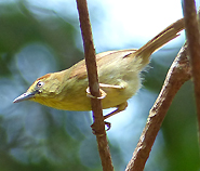 Pin-striped Tit Babbler