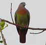 Sri Nakorn Kuen Khan Park - Bird Watching in Thailand.