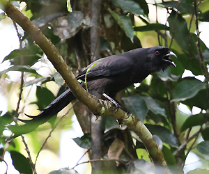 Ratchet-tailed Treepie