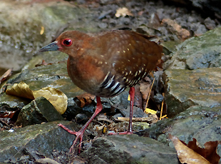 Red-legged Crake