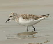 Red-necked Stint