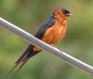 Rufous-bellied Swallow