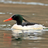 Scaly-sided Merganser
