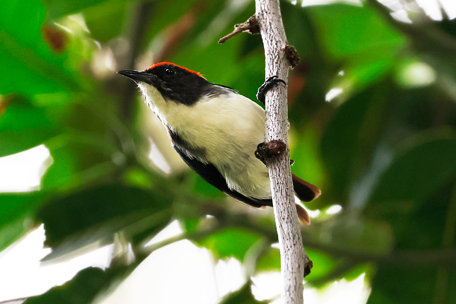 Scarlet-backed Flowerpecker