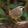 Siberian Rubythroat