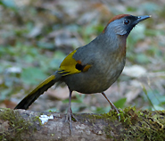 Silver-eared Laughingthrush