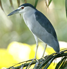 Black-crowned Night Heron