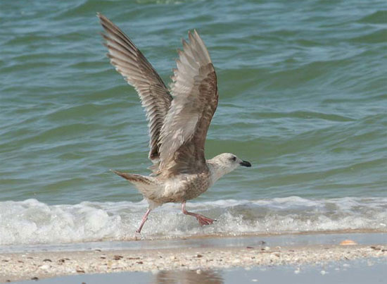 Slaty-backed Gull