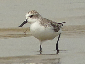 Spoon-billed Sandpiper