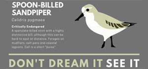 Spoon-billed Sandpiper T-shirt