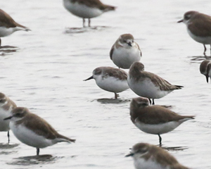 spoon-billed Sandpiper