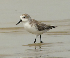 Spoon-billed Sandpiper