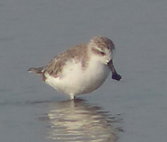 Spoon-billed Sandpiper