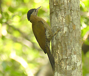 Streak-breasted Woodpecker