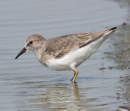 Temminck's Stint