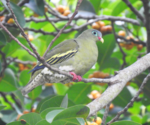 Thick-billed Green Pigeon