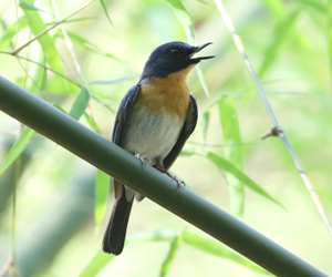 Tickell's Blue Flycatcher