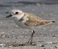 White-faced Plover