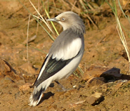 White-shouldered Starling