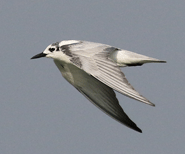 White-winged Tern