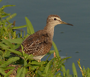 Wood Sandpiper