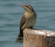 Eurasian Wryneck