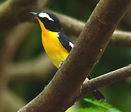 Yellow-rumped Flycatcher